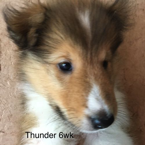 Thunder 6WK